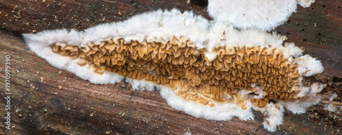 Cuadro en lienzo The wild dry rot fungus (Serpula himantioides) in the Netherlands