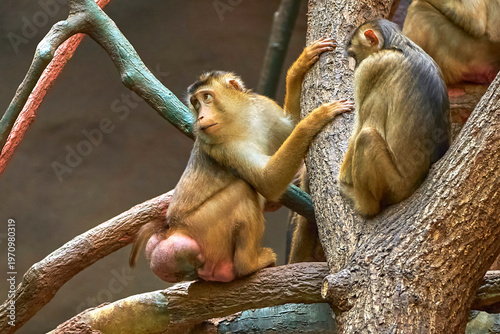 Cute macaques in the zoo on a summer day
