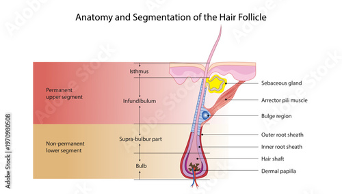 Anatomy and Segmentation of the Hair Follicle
permanent upper segment and non-permanent lower segment of a hair follicle, highlighting key structures like the bulb, bulge, and sebaceous gland.