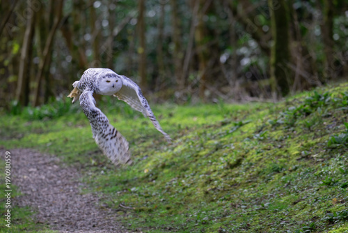 Snowy owl in flight.