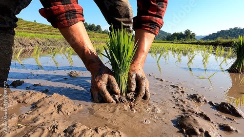 First-person view of a farmer's muddy hands in a red plaid shirt planting rice seedlings into the wet mud of a flooded terraced field, manual agricultural labor in a rural landscape.