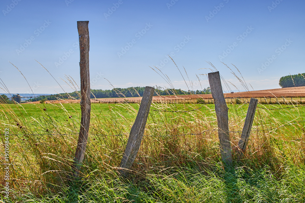 Fototapeta premium Outdoor, fence and landscape in countryside for agriculture, natural and development of environment. Sky, space and sustainability of vegetation in farm, empty and grass growth in nature and pasture