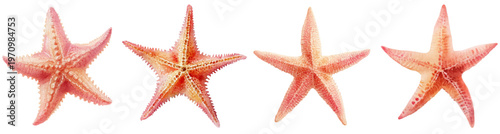 Starfish collection creating a vibrant sea life pattern, displaying marine echinoderms isolated on a white background, representing ocean and beach themes