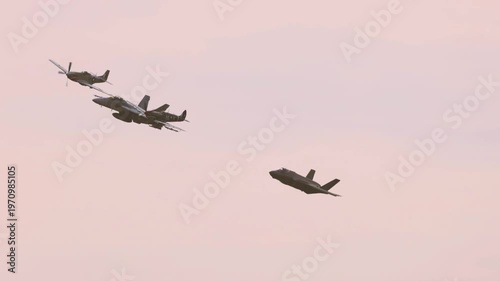 flying birds in the sky