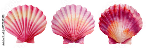 Hand painted watercolor scallop shells set in varying shades of pink and orange, featuring detailed oceanic artwork for decorative designs and marine concepts