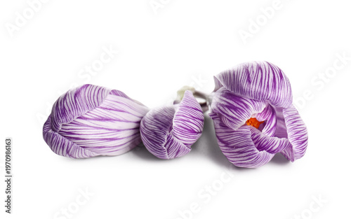 Beautiful crocuses on white...