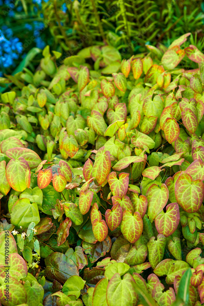 Fototapeta premium Leaves, garden or red barrenwort with growth, ecology or green bush in summer on background. Plants, texture or environment with flowers, sustainability or eco friendly foliage with nature from above