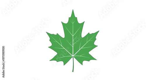 Green maple leaf illustration on clean white background