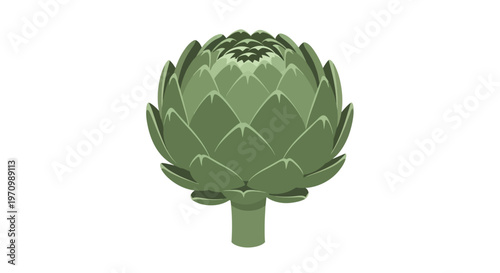 Fresh green artichoke vegetable on white background illustration