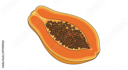 Fresh orange papaya cut in half with seeds illustration