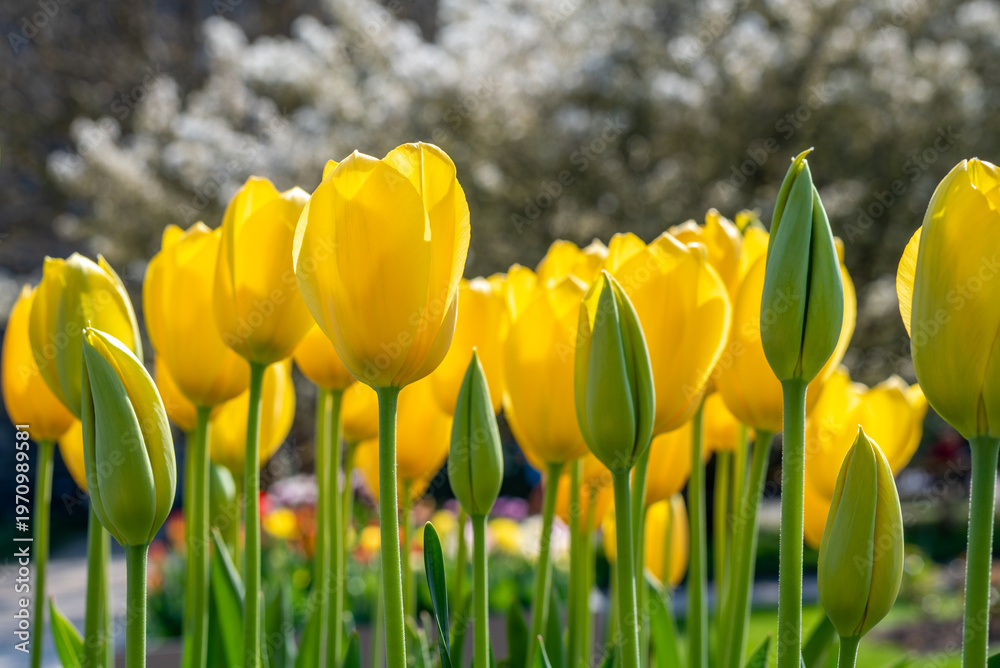 Obraz premium Closeup of vibrant yellow tulips on a bokeh background
