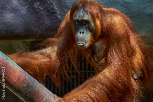 Orangutan portrait in the zoo