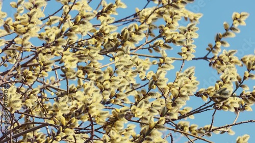 Abundant blooming yellow willow catkins covering branches under blue sky