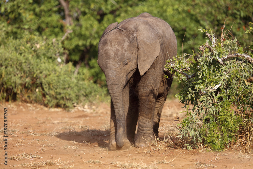 Fototapeta premium Afrikanischer Elefant / African elephant / Loxodonta africana