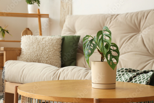 Houseplant on wooden table ...