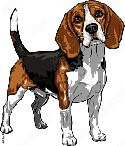A beagle dog stands separately against a white background.