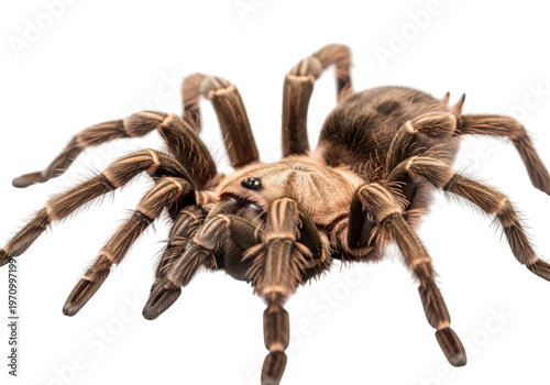 A brown spider with eight legs and a large abdomen