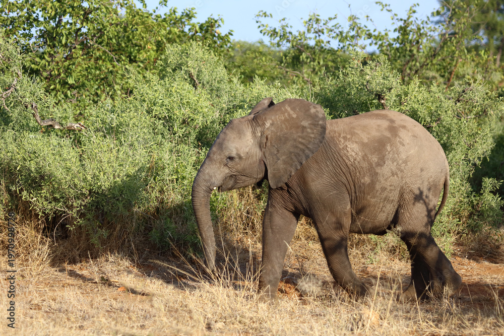 Fototapeta premium Afrikanischer Elefant / African elephant / Loxodonta africana