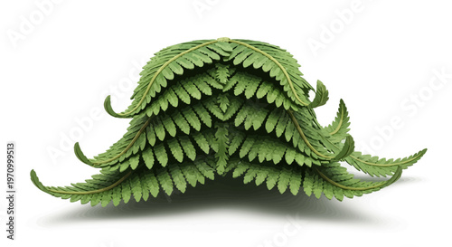Decorative green fern fronds illustration on white background.