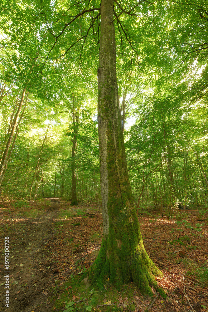 Obraz premium Nature, trees and forest landscape with moss for travel adventure, plant ecosystem or sustainability. Woods, eco friendly environment and woodland for hiking destination, natural tourism and leaves