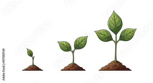 The stages of plant growth from sprout to mature seedling with green leaves