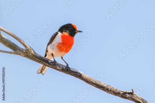 A male red-capped robin perches on a thin branch which it is using as an observation post to look for insects that it catches on the ground or in the air at Paddabilla Bore in Queensland, Australia.