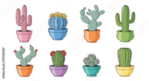 Colorful potted cacti and succulents plants.