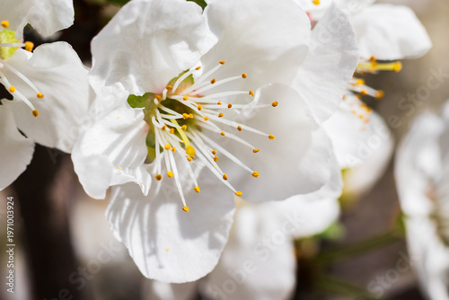 Canvas Print A close-up of a plum tree blossom. Blurred background.