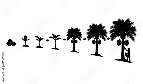 Date palm growth stages silhouette timeline with farmer harvesting fruit vector isolated on white