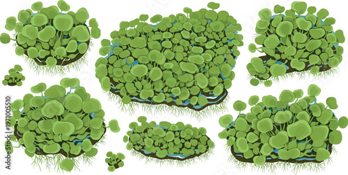 Water hyacinth clusters floating on water surface showing dense aquatic plant growth natural freshwater vegetation patches vector illustration set