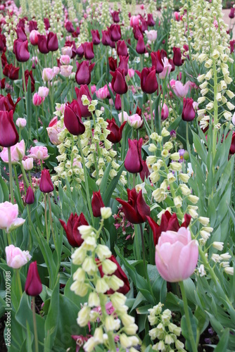 Fotografie Tulpen in einerm Garten