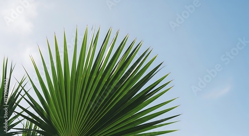 Close up of a vibrant green palm frond against a clear blue sky, evoking a sense of tropical paradise and natural beauty