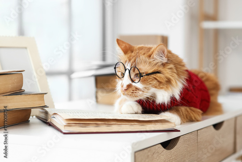 Cute cat in sweater with ey...