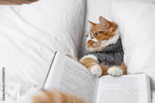 Cute cat in sweater with ey...