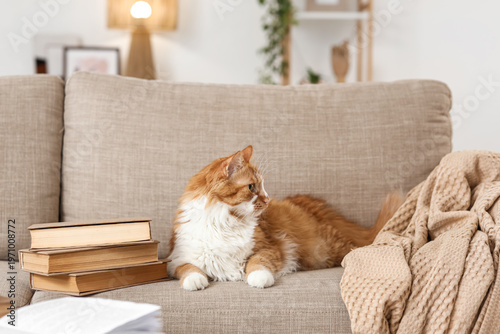 Cute cat with books lying o...