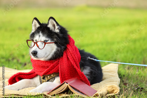 Cute husky dog with warm sc...