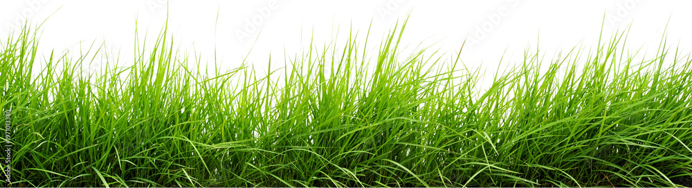 Obraz premium Green grass, lawn texture, natural background, grassy landscape