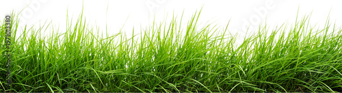 Konstfotografi Green grass, lawn texture, natural background, grassy landscape