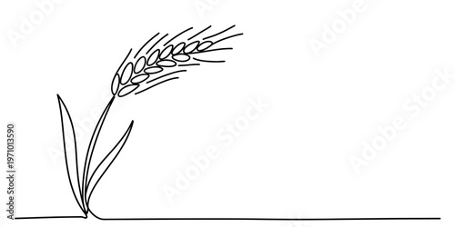 A simple black and white line drawing of a single stalk of wheat isolated on a plain white background Vector, illustration