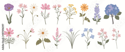 Collection of various wildflowers in muted pastel colors