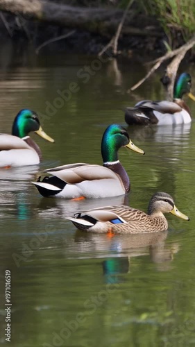 Male and female mallard ducks swimming together on a calm pond with green water reflections. Detailed view of a mallard drake and hen gliding through still water in a natural wetland environment.