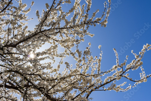 Blooming cherry plum branches stretch across a clear blue sky, lit by warm sunlight.