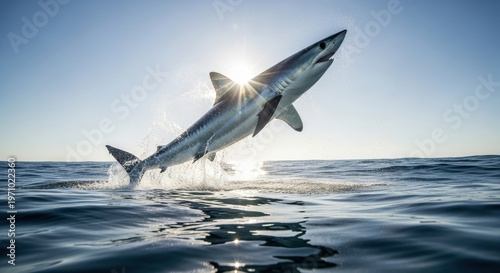 Incredible Shortfin Mako Shark Leaps From Ocean Surface Under Bright Sunlight