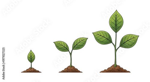 The stages of plant growth from seedling to mature plant with broad leaves
