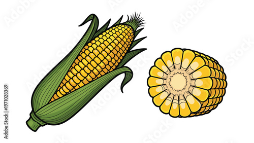 Fresh golden yellow corn on the cob with green husks shown alongside a circular cross section slice of the vegetable.