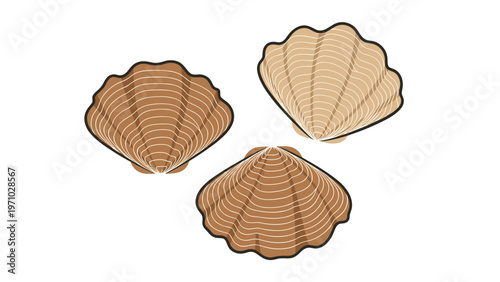 Three stylized seashells in varying shades of brown and tan are illustrated with fine white lines on a clean white background for ocean art.