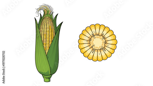 Fresh corn on the cob with green husks stands vertically next to a circular cross-section slice on a plain white background.