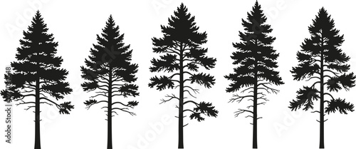Pine tree silhouettes collection featuring tall evergreen conifer trees, detailed black isolated vector set for forest, winter landscape and nature design