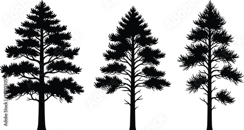 Pine tree silhouettes set featuring detailed evergreen conifer trees, black isolated vector illustration for forest, winter landscape and nature design