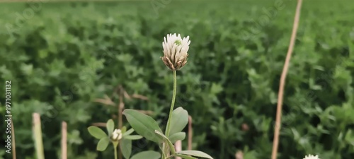 A solitary white wildflower, resembling a clover blossom, is prominently featured in a close-up shot against a softly blurred expanse of vibrant green field vegetation.